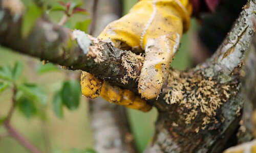 Certified arborist detecting oak tree pest damage