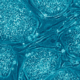 Stem Cell Therapy Human Stem Cells