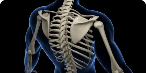Musculoskeletal Stem Cell Therapy Header Image